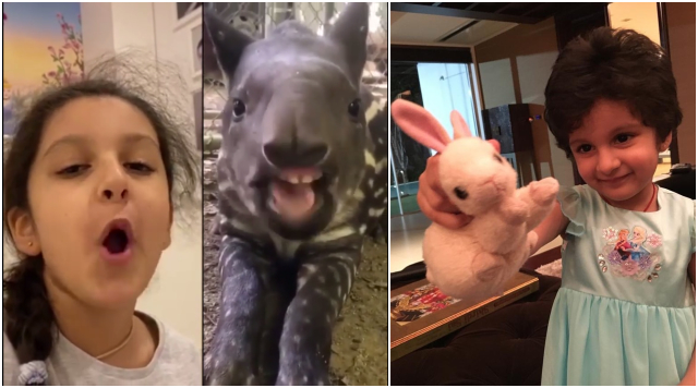 Mahesh Babu And Namrata’s Daughter Sitara Ghattamaneni Mimicks Baby Tapir.