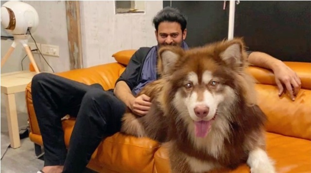 Baahubali Prabhas Clicked With Beast Alaskan Malamute By Charmme Kaur.