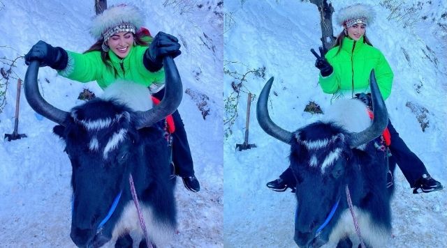 Urvashi Rautela Is Celebrating 35 Million Followers On Instagram By Posing On A Yak.